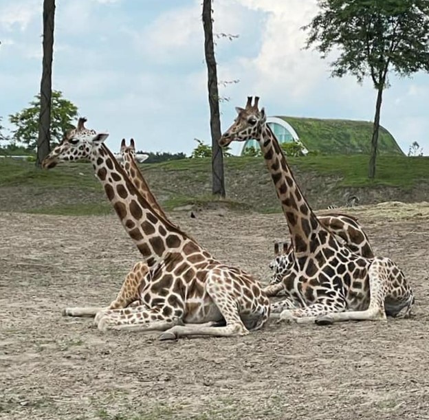 Giraffes k